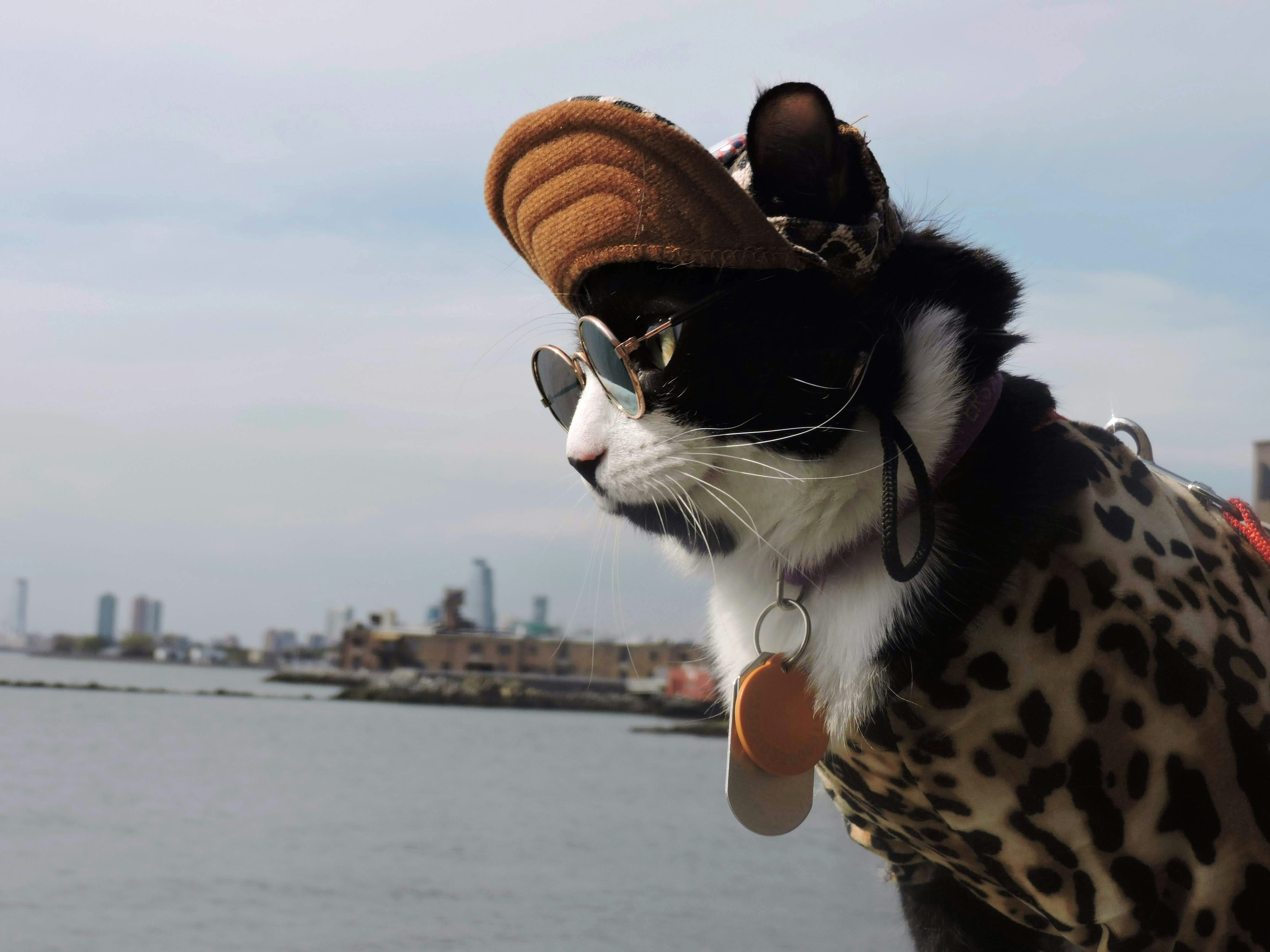 Cat wearing a hat, sunglasses, and tags in Brooklyn