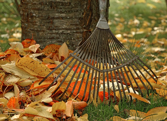 A rake and pile of fallen leaves.