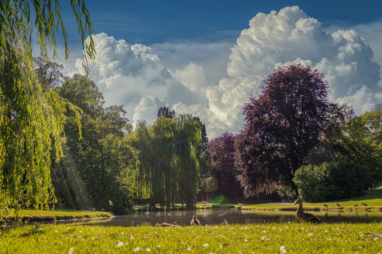Pond with swimming ducks, trees and a blue sky.