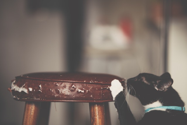 Cat scratching a chair