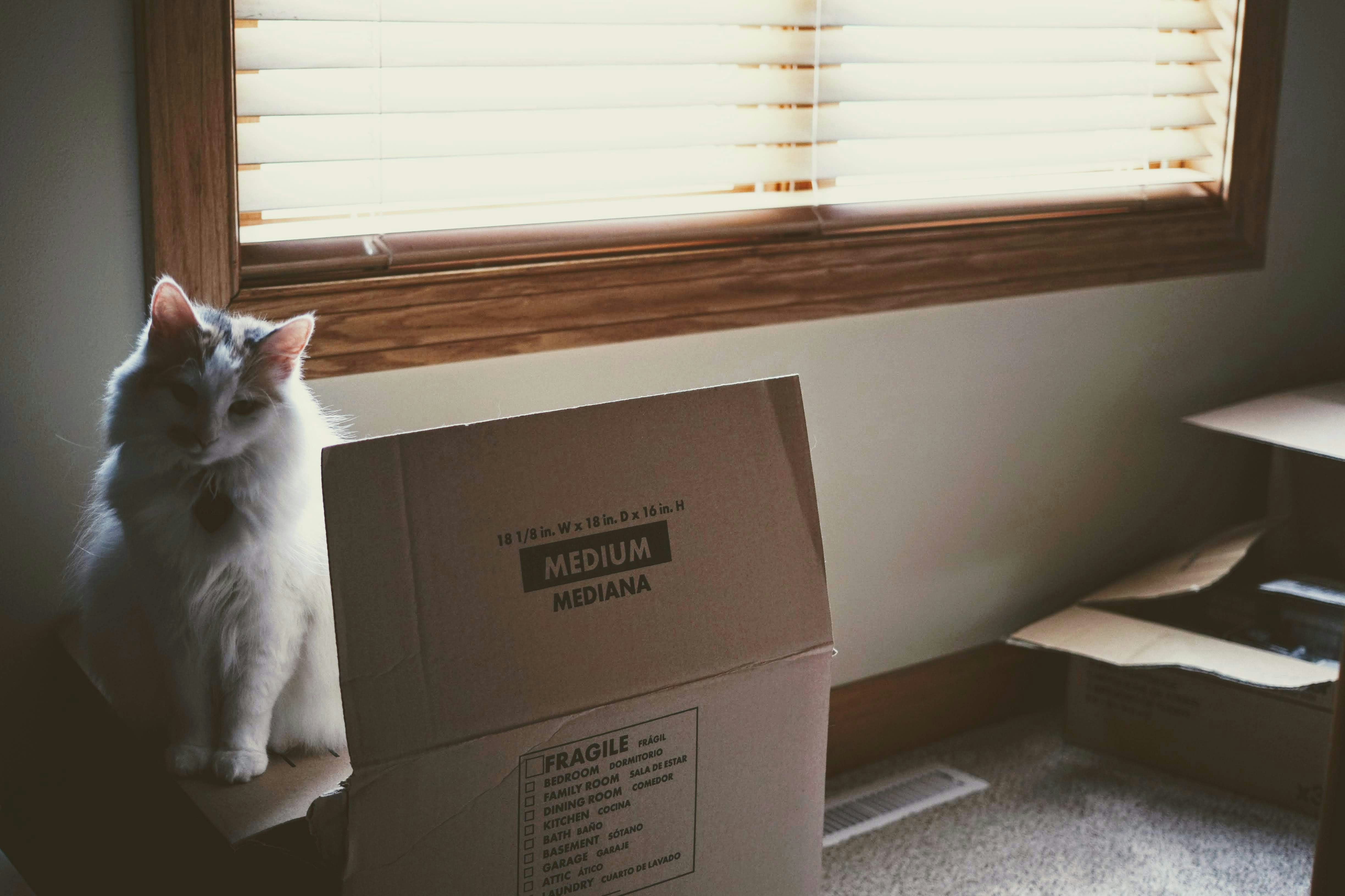 Fluffy cat with cardboard boxes
